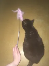 Interactive-Toy-Stick Feather-Wand Cat-Teaser-Toy Cat-Supplies Bell with Gorgeous Quality