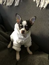 Pijama para perro cachorro, ropa para mascotas suaves, abrigo para perros y gatos, disfraz para perros pequeños, medianos, Chihuahua, Bulldog Francés, Pug