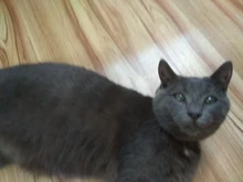 Collar de silicona antipulgas para Gato, antimosquitos, antimosquitos, x 40cm, suministros para gatos y gatitos, 1 unidad