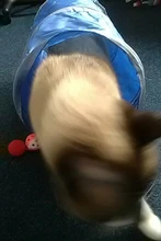 Juguete de túnel para mascotas, tubos de juego con 2 agujeros, bolas plegables, antiarrugas, para cachorros, hurones y conejos