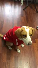Capucha para perro mascota, ropa de invierno para perros medianos y grandes, chaqueta cálida de lana con capucha, sudadera, abrigo de Bulldog Francés