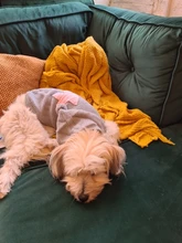 Sweater Puppy-Dog French Bulldog PETCIRCLE Teddy Chihuahau Winter Autumn Starfish Nordic