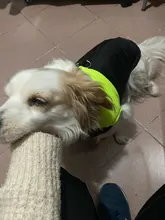 Jacket Puppy-Clothing Dog-Coat Dogs Golden-Retriever Waterproof Winter Pet-Vest Small