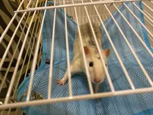 Hammock Swing-Toys Pet Hamster Pets Chinchilla Guinea-Rabbit-Samll Breathable Kitten