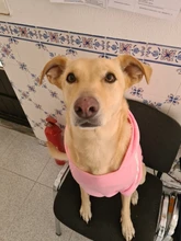 Perro ropa para mascotas Casual con capucha abrigo otoño perros grandes abrigo chaqueta ropa Labrador traje de impresión en Color de gran tamaño