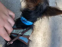 Colorido suministros para mascotas, Collar de gato y Collar de pata del gato ajustable Collar con cascabel posicionamiento huella Collar Dropship