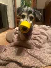 1PC lindo Diseño novedoso hocico del perro de silicona ajustable perro boca bozal para perros pato lindo Anti-mordida de perro corteza ladrar parar, suministros para mascotas