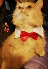 Collar ajustable con lazo para mascota, para perros y gatos pequeños, accesorios de aseo