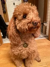 Placa de identificación con grabado gratis para perros y gatos, placa con nombre personalizada, antipérdida, con forma de corazón, colgante para Collar