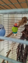 3 uds juguete para loro colorido hueco de bola juguete pájaro periquito loro cacatúa juguete jaula divertido juguetes mascotas pájaro suministros