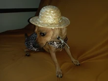 Sombrero Estilo Hawaiano para mascotas, Sombrero pequeño/grande de 14cm y 16cm de diámetro, envío directo