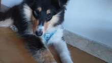 Arnés para perros reflectante ajustable, chaleco de pecho para perros pequeños, medianos y grandes, arnés protector de adiestramiento al aire libre para perros