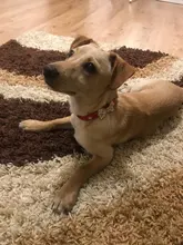 Leash-Dog-Accessories Necklace Pet-Collar Puppy Rhinestone Cats Small Dogs Bling Crystal-Bow