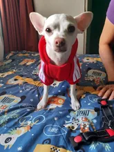 Sweatshirt Hooded Adidog Four-Seasons Pet-Jacket Small Cotton Warm And Medium-Sized Hot-Sale