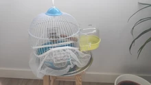 Caja de plástico transparente para baño de aves, jaula de Herramientas de limpieza de aves para bañera, accesorios colgantes para baño de loros, B8P6, venta al por mayor