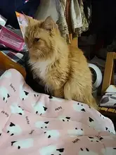 Alfombra gruesa de franela para mascotas, cama de perro, cojín de lana lavable, manta para perros pequeños y grandes, productos para mascotas