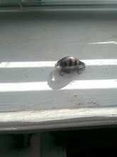 Crank Floating Trout Wobbler Fishing-Tackle Hard-Bait Bass Plastic Artificial Pike Japan