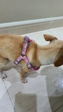 Arnés para perro ajustable de nailon para cachorro, Chihuahua, arnés chaleco para perro, conjunto de correa rosa para perros medianos y pequeños, productos para mascotas