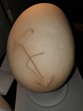 Peluca elástica Universal para hombre y mujer, gorro con forro, accesorio de peluca, 2/12 Uds.