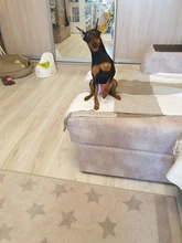 Pantalones cortos para perros para mujer, bragas para menstruación, bragas fisiológicas para mascotas, pañal sanitario lavable