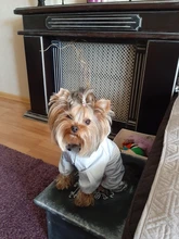 Ropa de perro impermeable de malla transpirable, mono absorbente para el sudor, abrigo reflectante para mascotas, Otoño e Invierno