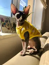 Ropa de Gato caliente para mascotas pequeñas, disfraces de gatos de dibujos animados, lana suave, abrigo de gatito, chaqueta, Otoño e Invierno