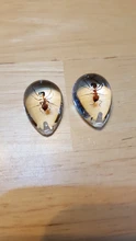 Espécimen acrílico de Ant HD, accesorios de decoración de nido de hormiga, regalo de recuerdo único