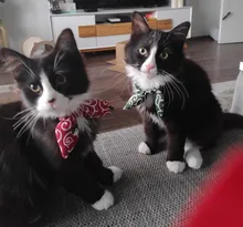 Gato Collar con lazo pajarita Collar de gato para gatos y perros pequeños accesorios gato-Collar gatos y mascotas productos Chihuahua corbata de moño Collar