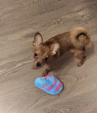 1pc Pet Dog Toys Squeak Plush Toys for Dogs Slipper Shape Dog Chew Toy Soft Plush Puppy