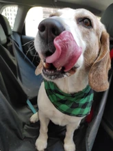 Pañuelo clásico a cuadros para perros y gatos, accesorios para el cuidado de mascotas, bufanda pañoleta, toalla de Saliva