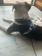 Arnés para perros reflectante ajustable, chaleco de pecho para perros pequeños, medianos y grandes, arnés protector de adiestramiento al aire libre para perros