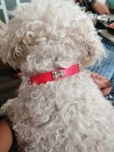 Fashion Red Purple Black Green Leather Dog Collar Bone Shaped Accessories Collar