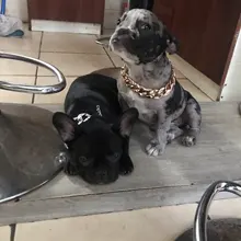 Collar de cadena de moda para perro, accesorios de Metal, cadena de oro para Teddy Bulldogs Bully, Collar de regalo para mascotas, suministros para mascotas