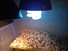 Bombilla de lámpara para reptiles suculentas, luz de ahorro de energía para tortugas, serpiente, lagarto, Lguanas, calor, calco, UVB 5,0 10,0, en oferta