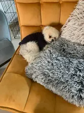 Ropa de Color puro con hebilla tipo D para Perro Bulldog francés Ropa de invierno para Perro pequeño, abrigo para Chihuahua, Pug, cachorro, Ropa con capucha para mascota