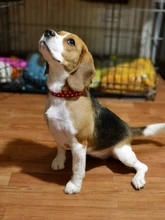 Collar personalizado para perro, collares para mascotas de nilón con estampado de puntos para mascota mediana grande, Pitbull, rojo, azul y negro