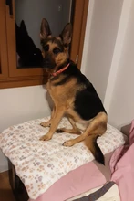 Alfombrillas mascotas para perros, mantas gruesas para mascotas en invierno, perreras de dibujos animados para mascotas, esteras cálidas para dormir para perros con edredones de algodón