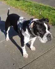 10 colores reflectantes cachorro Collar para perro grande con hebilla Collar ajustable para mascota pequeño mediano para perros Pitbull Correa Cadena de perro