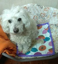 1 Uds Pet de alta calidad cachorro gatito eléctrica almohadilla de calor perro gato conejo calentador de Mat manta cama 20W 220V ~ 50HZ 40*40cm en Color al azar