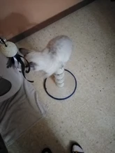 Interactive-Toys Teaser-Stick Cat Catcher Bird-Feather Plush-Cat-Wand Fish Cat Bell Mouse