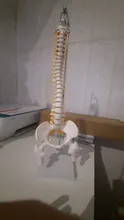 Modelo anatómico para enseñanza médica columna Vertebral humana Flexible, curva Lumbar, columna Vertebral, 45cm, novedad de 2019