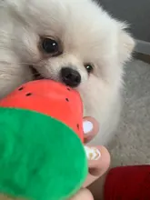 De calamar juguete de perro de mascota de peluche de juguete de masticar cachorro prensa sonido de chirrido juguetes para perros varios juguetes