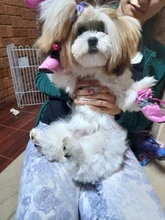 Nuevos 4 Uds zapatos impermeables para perros bota de nieve antideslizante para la lluvia gruesa cálida para gatos pequeños perros cachorros calcetines de perro botines