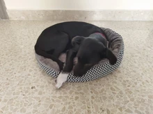 pawstrip Soft Plush Winter Dog Bed Round Cat Bed Warm Puppy Cushion Chihuahua Teddy Small