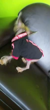 Puppy-Outfit Dogs-Clothing Chihuahua Dog Hoodie Pets Spring Small Fashion Medium