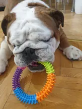 Anillo de espina Multicolor de goma TPR, juguete para mascotas, gato y perro, calidad Molar, juguete ambiental para gatos y perros