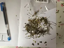 Alfileres de cabeza de oro/plata/rodio/bronce para joyería, agujas para manualidades, 200pcs20-50mm