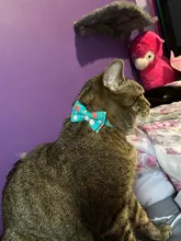 Pajarita elástica de seguridad con cascabel para perros y gatos pequeños, Collar seguro con patrón de baya, productos para mascotas, Collar para perros, suministros para mascotas