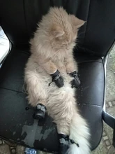 Funda de baño antimordedura para zapatos de gato, Protector de patas para mascotas, antiarañazos, ajustable