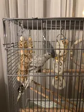 Hebras de madera para morder de loro, juguetes molares Para morder de aves, Bola de ratán, PXPC